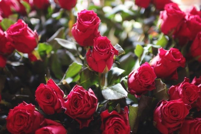 How to Care for Your Roses in Summer: Our Lawn Care Pros’ Recommendations