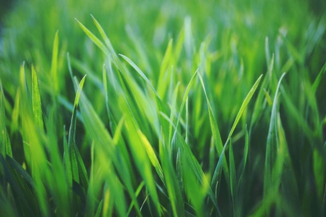 Lawn Care Trivia that Everyone Should Know