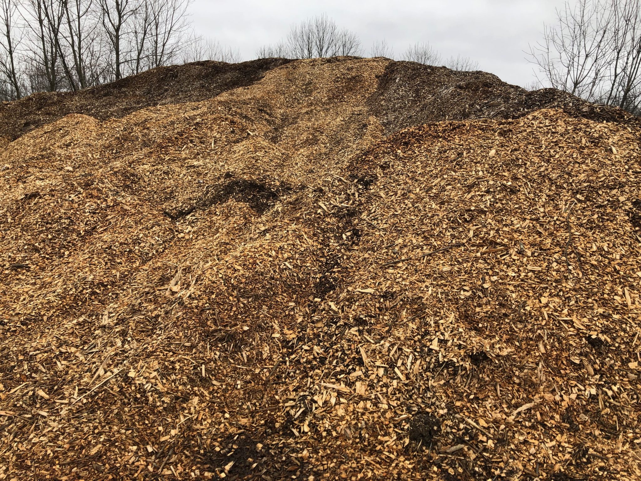 Unprocessed Wood Chips